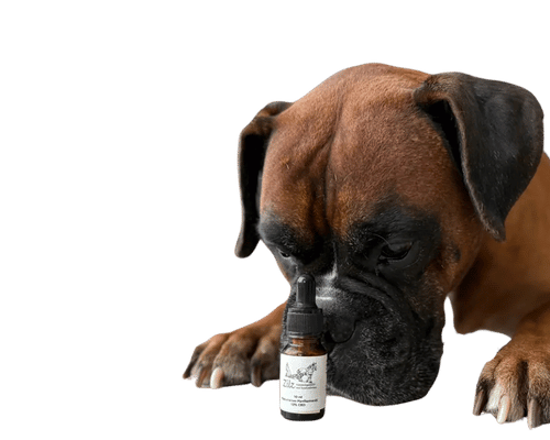 CBD Öl für Hunde