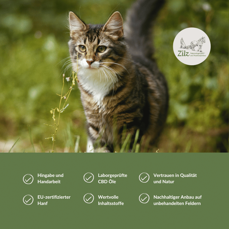 CBD Öl für Katzen