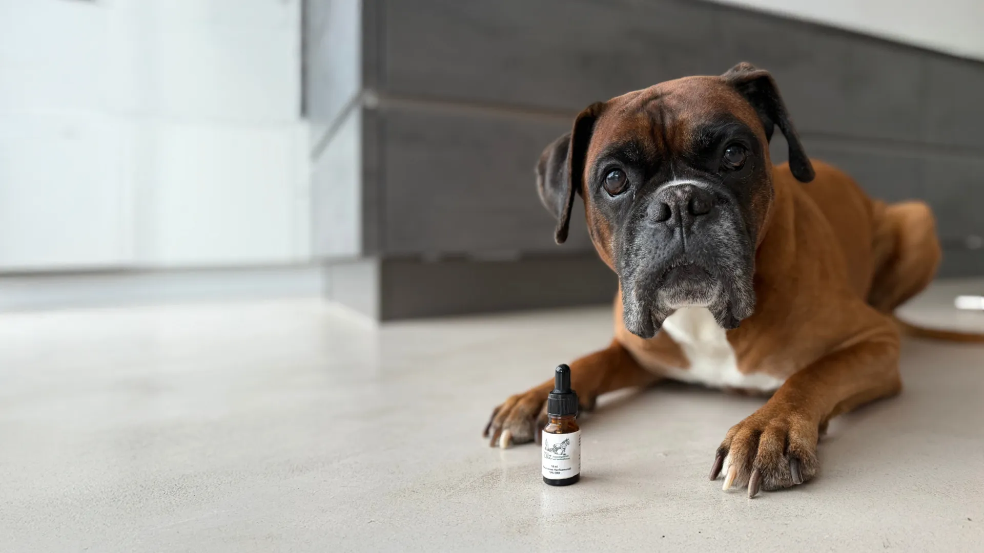 CBD Öl für Hunde